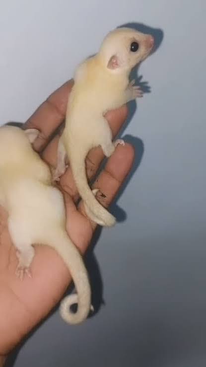 ரெம்மட்டி சுகர் கிளைடர்கள் கையில்